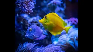 10HRS Stunning Underwater Footage + Relaxing Music | Rainbow Reef Fiji, Indonesia, Philippines 4K HD