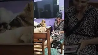 pura din attention chahiye #DogTalking #DogLover#TalkingDog #ViralPets #FunnyReels #DogExpression