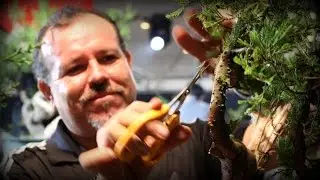 German Arellano styles a Juniper Bonsai at BWB