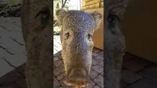 Javelina in Prescott Arizona.  It's not wise to touch wild animals.