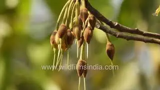 Mahua tree flowers in the Delhi spring: Mahua is used to make local toddy type booze that bears like
