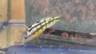 fishdiscount