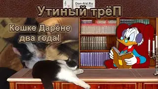 Кошке Дарёне два года!