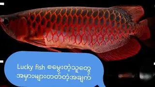 Lucky fish စမွေးသူတွေ တော်တော်များများ မှားတတ်တဲ့အချက်