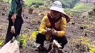 After Housework, a Single Mom Works in Fields to Grow Trees for a Living