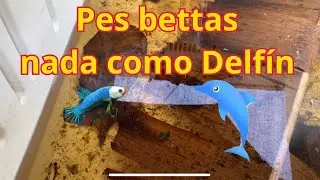 Nado del Delfín en alevines de Bettas o vejiga natatoria no desarrollad