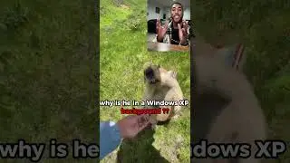 Cute Ground Squirrel Chases Guy #shorts