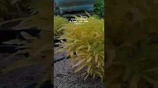 BROKOLI KUNING