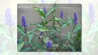 Dichorisandra - garden plants