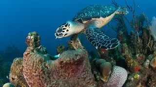 BEST DIVING adventures in Roatan
