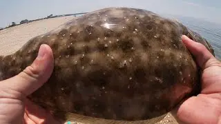 How to catch fluke on Long Island even if you suck at fishing 👍👍