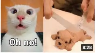 a cute gray tabby kitten or kitten and cat playing ।। kitten cat ।। gray cat ।। cute cat ।।