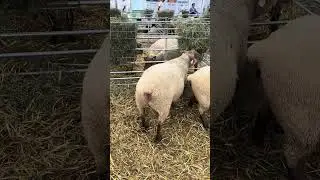 Терапия Овцами: Самый спокойный тур в вашей жизни