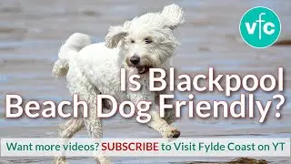 Is Blackpool Beach Dog Friendly? | Seasonal Bans Begin 1 May