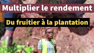 Multiplier le rendement du fruitier &agrave; la plantation