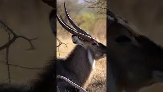 Peaceful Waterbuck Resting in the African Savannah 🦌 | 4K Wildlife Documentary