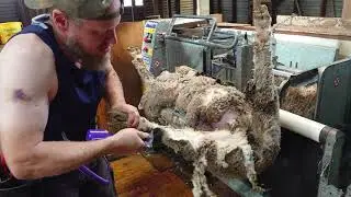 Crutching Merino Wethers