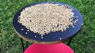 How To Sun Dry Coffee Beans Wet Method 13JUL19 API # 63