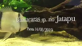 Guianacara sp. rio Jatapu