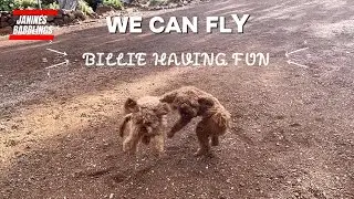 Janines Babblings | #Bush walks. #Oodles #cavoodle #cavapoo #groodle