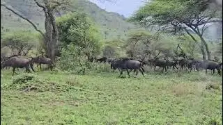 Wilderbeast migration into Serengeti with naveen 