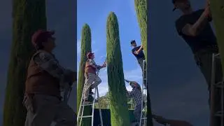 Clipping italian cypress ✂️🍃🌳 #topiary #topiarist #design #creative #gardendesign