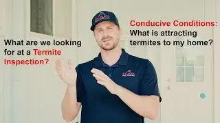 Top Tips for Your Termite Inspection Report in Hawaii