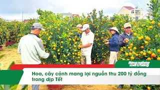 Hoa, cây cảnh mang lại nguồn thu 200 tỷ đồng trong dịp Tết