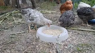 The birds in the yard live in harmony. Turkeys in the village and chickens