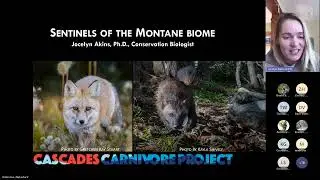 Status and food habits of endangered Cascade red fox and wolverine at Mount Rainier National Park