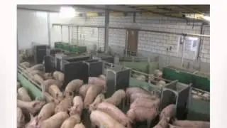 Pig Housing/Types of Pig Pens - Group 11