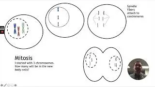 Biology Keystone Anchor 5  Cell Division