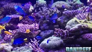 Philips CoralCare 4K Videos on Marine Aquarium at Interzoo
