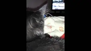 Chat spionneur :)