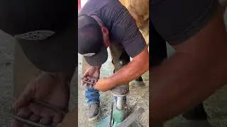 Helping Horse with Sore Feet #horses #equines #animals