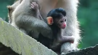 Adorable Sweety baby Draya Feeding look so Funny Smacking Lip Sucking so sticky.