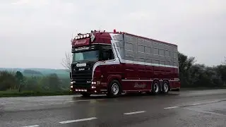Livestock Transport Pandolfi - Scania 164L V8 480