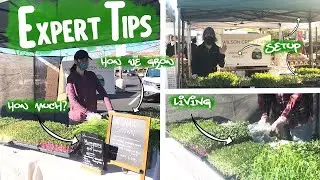 Getting Started at the FARMERS MARKET? Advice from Urban Farmers Selling MICROGREENS