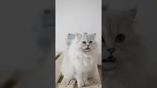 Cute Cat Video | Cute Animal Video | Royalty Free Cat Video | No Copyright Videos | Part 06