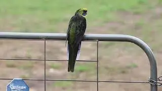 Green rosella (Calyptorhynchus funereus) @ Tasmania