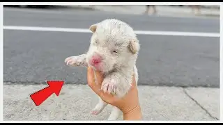 This Stray Puppy’s Transformation Is NOT What You Think! 🐾✨#rescueefforts #rescue #dog #kitten