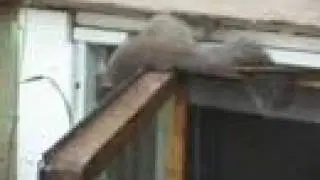 Squirrel Video - Helping a Squirrel Escape from our Window Well