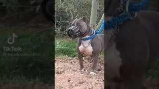 Super Pitbull dogs TikTok Compilation Video ll Famous Pitbull TikTok Videos - 2021
