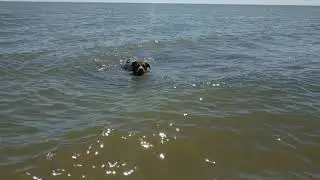 Макс купается