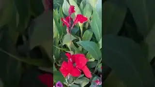 best plant ek bar lagao etne ban sare ban jayage #beautifulplants #ytshorts