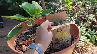Citrus Mix for healthy blooms potted lemon tree.