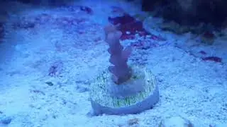 Battlecorals in the tank! Thanks Adam!