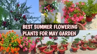 BEST SUMMER FLOWERING PLANTS FOR MAY GARDEN 🏡😍| BEAUTIFUL SUMMER FLOWERS 🌼🌸