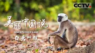 【ENG】《美丽中国说》UNEXPLORED LAND EP9 中国最珍稀的猴类——白头叶猴 现存数量比熊猫还少 【CCTV纪录】