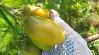 Мой огород на 09.09.2025...